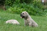 CANE CORSO 1090